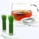 Lemon Glass Black Teabag,Hongcha,Natural herbal tea bag