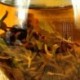 Stevia White Tea,Organic 2006 aged White Peony,100% natural Chinese Herbal,Handmade Anti-age tea