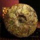 2007 Wild Big Leaf White Tea,300g Old White Shou Mei,Famous China Anti-age tea,Fuding Bai Cha,100% Natural Health Food,CBJ28