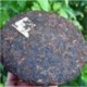200g Royal Grade Slimming Puerh Tea,2014 Ripe Pu-erh,Yunnan high mountain Pu'er