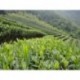 Huangshan Maofeng tea, early spring green tea,Yellow Mountain Fur Peak, Free Shipping