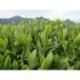 Huangshan Maofeng tea, early spring green tea,Yellow Mountain Fur Peak, Free Shipping